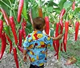 200 pcs/bag Vegetables seeds Giant New Spices Spicy Chili Pepper Seeds Plants 1