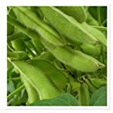 60 Edamame soja pur graines comestibles haricot de soja bio vert ~ jardin de Chris
