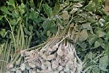 AGROBITS 10 Samen Céleri, Apium graveolens # 597