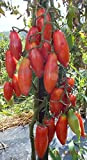 AGROBITS 15 TomatoTEGUCIGALPA Heirloom Vegable-pâte organique Type