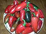 AGROBITS 50 Jalapeno organiques Hot Peppes. sans OGM