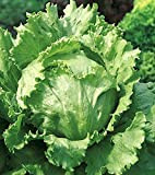 AGROBITS Feuille Salade Heirloom