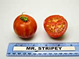 AGROBITS M. stripey Tomate - 40 mers - Bio