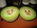 AGROBITS Melon, miel rosée, Honeydew vert Chair, 17 graines! Groco