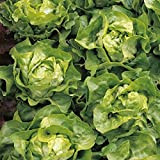 AGROBITS Pack Vegable / Salade Seed Suzan 'Voir King