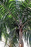 AGROBITS rpentaria acuminata - rpentaria Palm - 10 Voir
