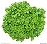AGROBITS Salade 200PCS rapide croissance Bonsai Tree Seed Flower Décor jardin t