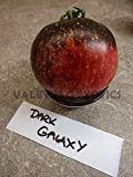 AGROBITS Sombre Galaxy Tomate - Heirloom - 10 + - RARETÃ‰!