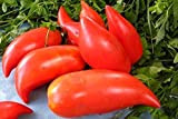 AGROBITS Tomate Kor long Fruitred tomates biologiques non ogm Ukraine 20D