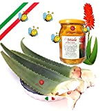 Feuilles d'Aloe Arborescens ETNEA Fraîches 1 kg entière avec pot 500 g de miel pour préparation de recette Padre Zago ...