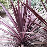 Katolang Graines de palme de chou violet Couleur lumineuse non GMO Bonne récolte Cadeau de jardinage Cordyline Australis Germes pour ...