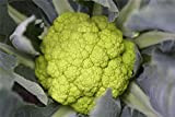 Portal Cool Légumes - Chou-fleur - Vitaverde F1 (26-807) - 125 graines - Grand Paquet