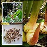 Potseed Germination Les graines: Alpinia Galanga 100 Heirloom Seeds Galanga Greater Galangal Herbes Faux Galanga