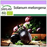 SAFLAX - BIO - Aubergine - Beauté noire - 25 graines - Solanum melongena