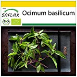 SAFLAX - BIO - Basilic - Thaï - 250 graines - Ocimum basilicum