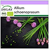 SAFLAX - BIO - Ciboulette - 250 graines - Allium schoenoprasum