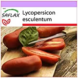 SAFLAX - Tomate San Marzano - 10 graines - Lycopersicon esculentum