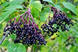 Sambucus nigra (Sureau noir européen) – Plante