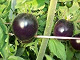 Seeds 25 seeds - Indigo Rose Viola/Seeds Blue Tomato organic non -GMO high anthocyanin