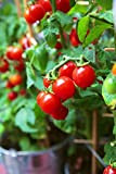 Seeds 50+ Heerloom Vegetable Seeds - Tomato - "Tiny Tim" grows only high foot!