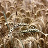 Seigle d'hiver (Secale cereale) Graines (~ 250): Certifié biologique, sans OGM des semences Paquet