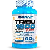 TRIBU 1800-1800 mg de Tribulus Terrestris par dose quotidienne avec 90% de saponines - Precurseur de testosterone - 120 gélules ...