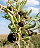 Véritable Source Graines-Noir Goji Berry Goji Lycium Ruthenicum Loup Berry Arbuste 20 Graines