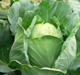VISA STORE Charleston Wakefield Chou légumes Easy Grow, 500 graines